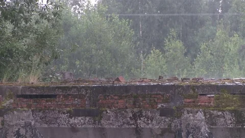 The rain, wet trees, old Wharf Видео 71962940