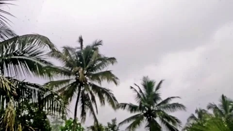 Rain wets coconut trees Video stock 303555237