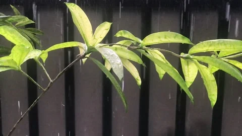 Rain wets the leaves Stock-Footage 155367226