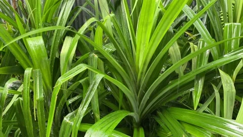 The rain wets the pandan leaves 库存影片 219516378