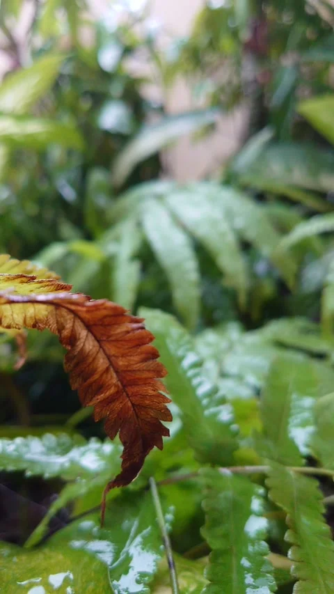 The rain wets the trees Stock Footage 292522504