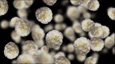 Rain white flower background. Stock Footage 113148183