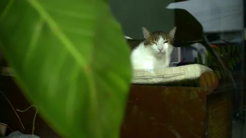 Rain will coming soon outside. Stock Footage 160669633