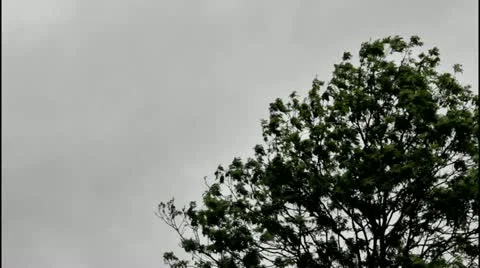 Rain wind and scudding clouds and a tree Video stock 20430971