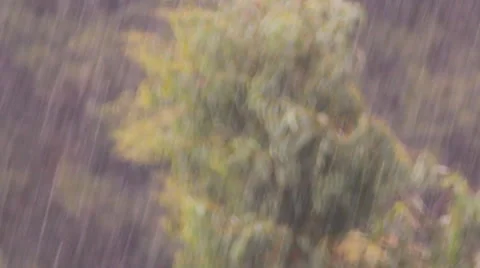 Rain, wind bends the trees, storm Stock Footage 40647269