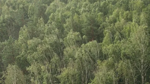 Rain with wind in birch forest Stock Footage 167328876