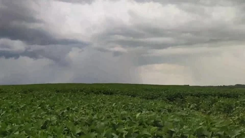 Rain wind blowing over soybean crop in the stage of grain filling - 01 Stock Footage 132738848