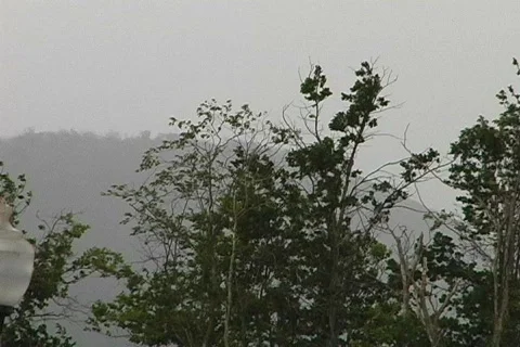 Rain Wind Trees Stock Footage 138962