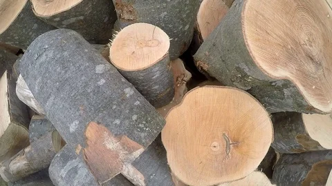 Rain wood Stock Footage