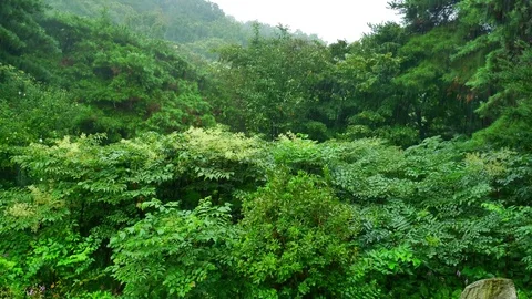 The rain in the wood: Vidéo 80150626