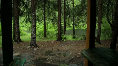 Rain in the woods Stock Footage 51875393