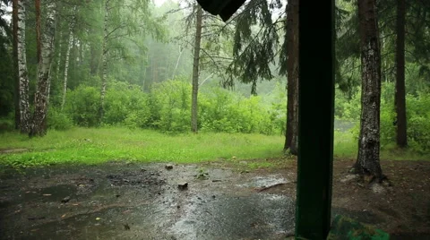 Rain in the woods Stock Footage