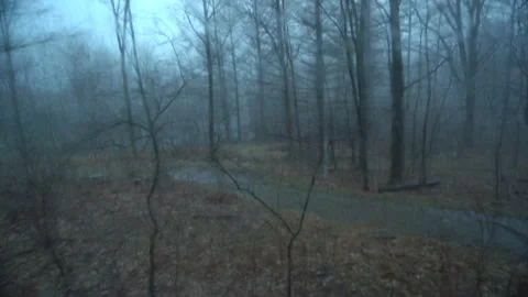 Rain in the Woods 動画素材 216232805