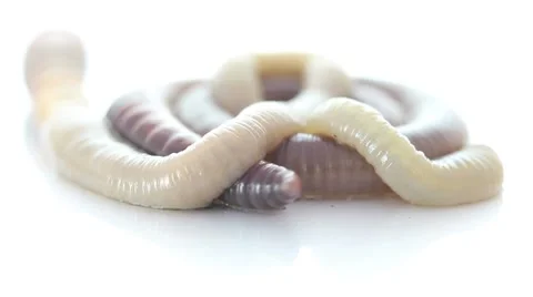 Rain worm closeup on a white background Stock Footage 8559115
