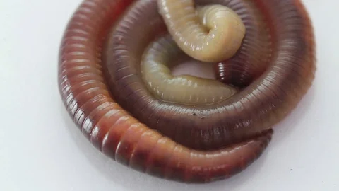 Rain worm closeup on a white background Видео 98447163