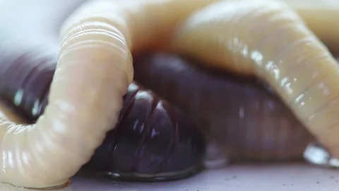 Rain worm closeup on a white background Vidéo 98447982