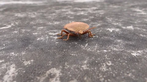 A rain-worm Stock Footage 52707204