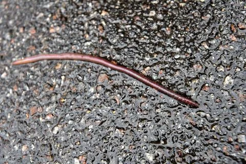 Rain-worm lying on ground Stock Photos