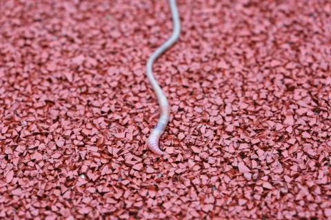 Rain worm on a red background after the rain Foto stock