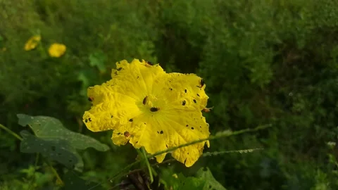 Rain worm sitting on Sponge gourd flower in  rainy season. Stock Footage 145269896