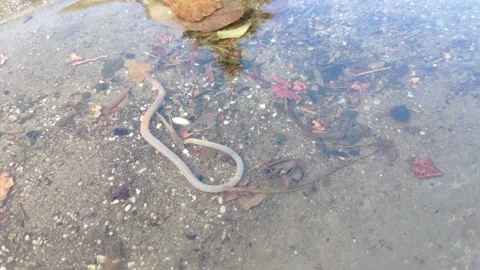 Rain worm wriggles in the puddle Stock Footage 148488983