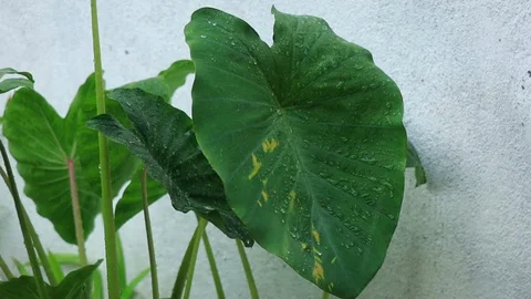Rain On Yam Leaf Slow Motion 01 Video stock 121324529