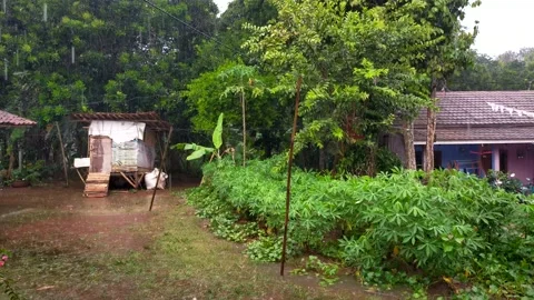 Rain in the yard Stock Footage 211786466