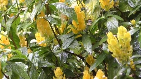 Rain on Yellow Flowers Stock Footage 56558024