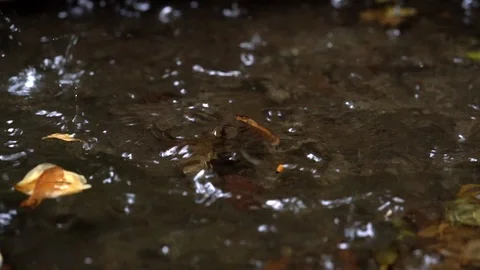 Rain4kmov Stock Footage 92022240