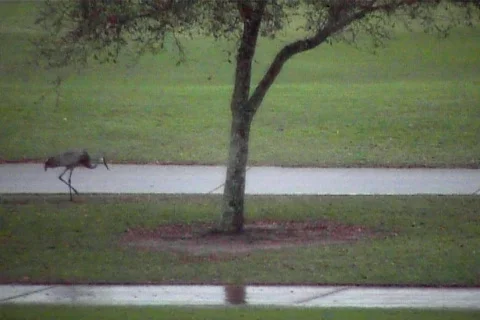 Rainbirds 01 Video stock 110332