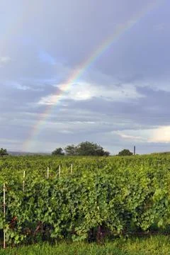 Rainbow above vineyard Stock Photos