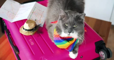 Rainbow adorned gray and white cat lounging comfortably on pink suitcase Stock Footage 307553057