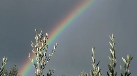 Rainbow and olive branch Vidéo 41660243