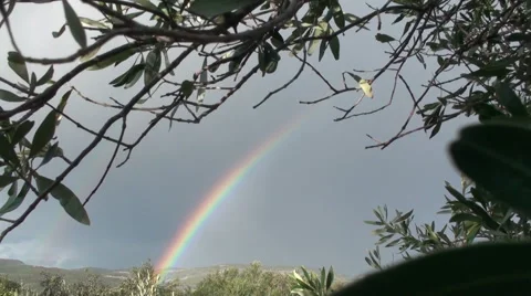 Rainbow and olive trees Stock Footage 41660938