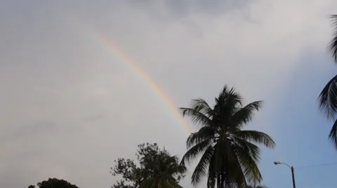 Rainbow and palm tree 2 Stock Footage 32455205