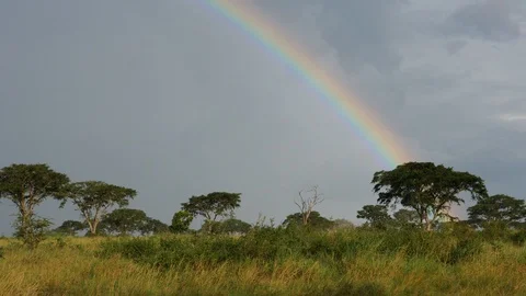 Rainbow and savanna, Uganda. Stock Footage 100338289