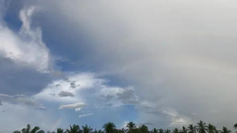 Rainbow appear n disappear over coconut palm tree forest Stock Footage 154649242
