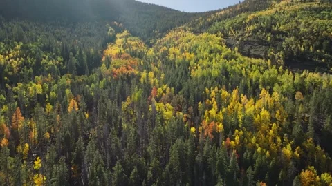 Rainbow Aspen Forest Wide Pullback | Frisco Colorado Autumn Drone Stock Footage 331467725