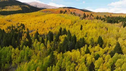 Rainbow Aspen Gradient Hillside | Colorado Autumn Grove Drone 库存影片 331471350