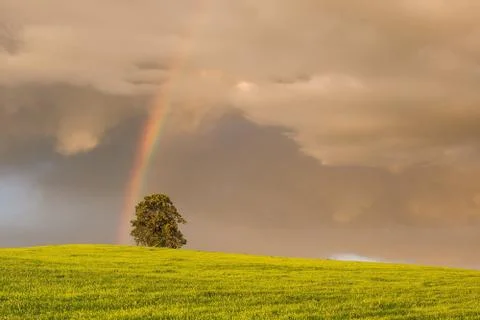 Rainbow on the barley field 库存照片