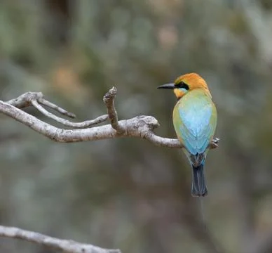 Rainbow bee eater bird sitting on branch Stock Photos