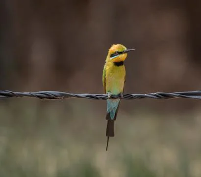 Rainbow bee eater bird sitting on wire Photos