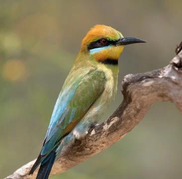 Rainbow bee eater bird sitting on tree branch Photos