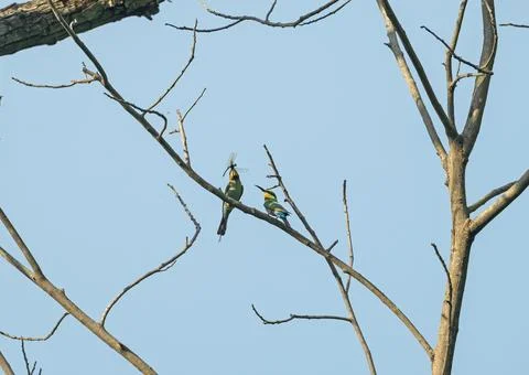 A Rainbow Bee Eater With a Drogonfly in Its Beak Stockfoto's