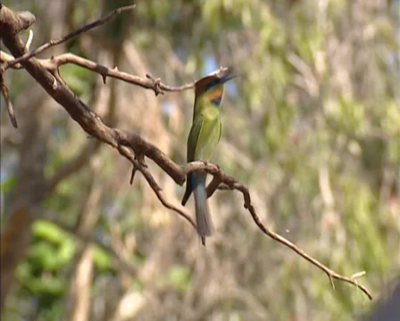Rainbow bee-eater (Merops ornatus) perched on branch, calling Stock Footage 32162701