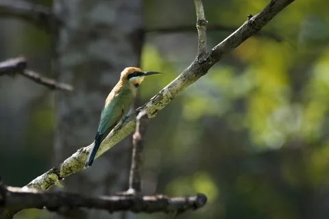 Rainbow bee-eater or Merops ornatus seen in Nimbokrang in West Papua, Indonesia Stock Photos