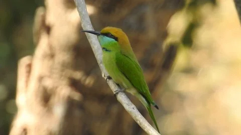 Rainbow Bee Eater, Rainbow Bee-eater closeup. Rainbow Bee-eater on tree. Stock Footage 129264965