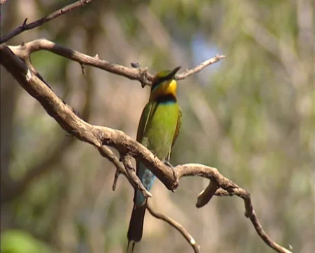 Rainbow bee-eater rubs beak against perch and flies away - close up Stock Footage 32162996