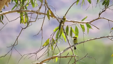 Rainbow bee-eater sitting on eucalyptus tree branch and watching for insects Stock Footage 325081785