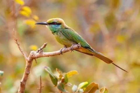 Rainbow bee eater on a twig. Passerine colorful bird. Stock Photos